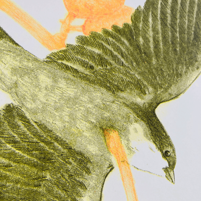 Delphine Vaute - Bird Cradle